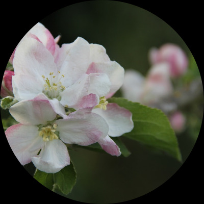 Pomlamouette
