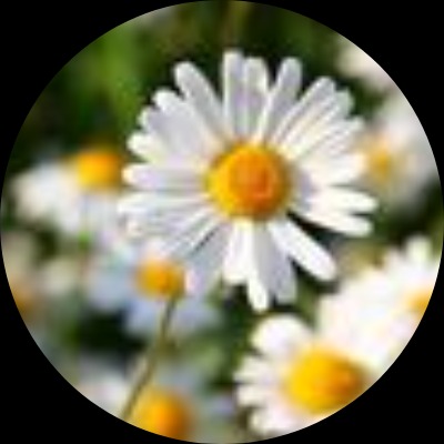 GrandeMarguerite