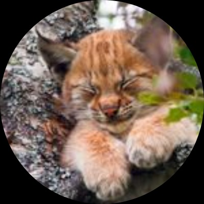 Œil_de_Lynx