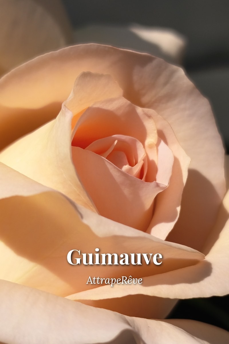 Couverture de Guimauve